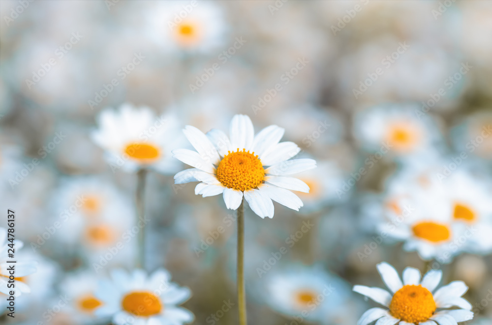 Fototapeta premium Field chamomiles flowers close up Flower background