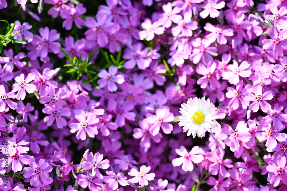 Pink flowers subulate Phlox as an element of landscape design. Background