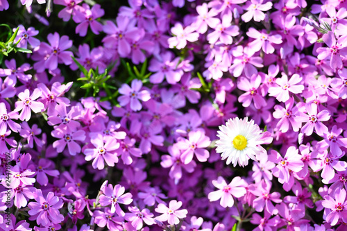 Pink flowers subulate Phlox as an element of landscape design. Background