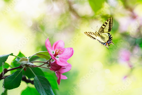 an apple tree branch with flowers in the May spring sunny garden and a butter...