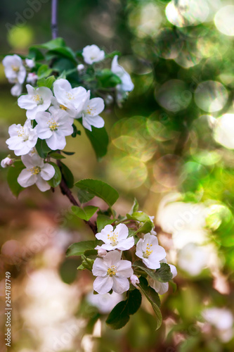 apple tree branch with white fragrant flowers in the May spring sunny garden and highlights