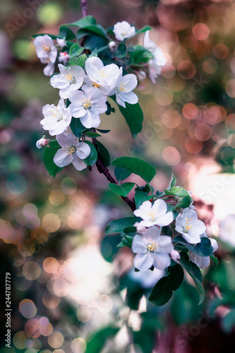 apple tree branch with white fragrant flowers in the May spring sunny garden and highlights © nataba