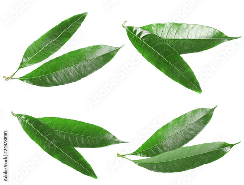 Composition of fresh mango leaves on white background, top view