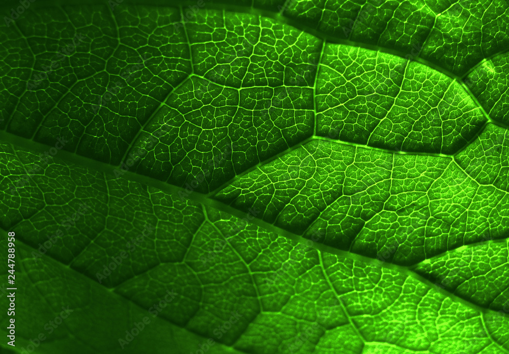 rich green leaf