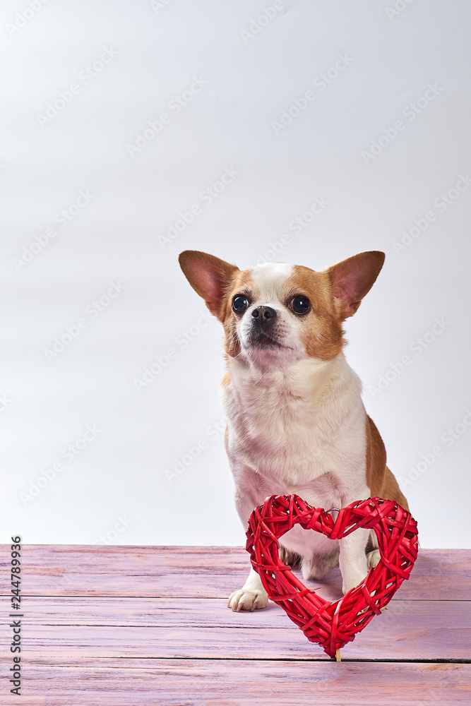 Red chihuahua dog on a wooden background in colored clothes with a toy red heart