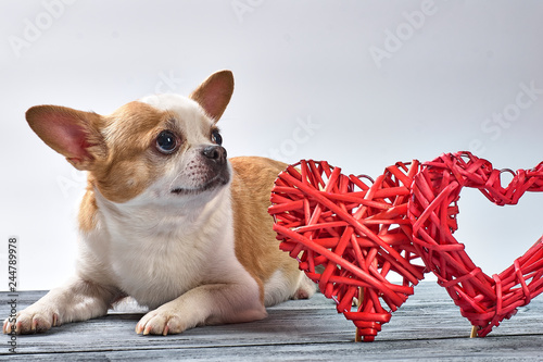 Red chihuahua dog on a wooden background in colored clothes with a toy red heart