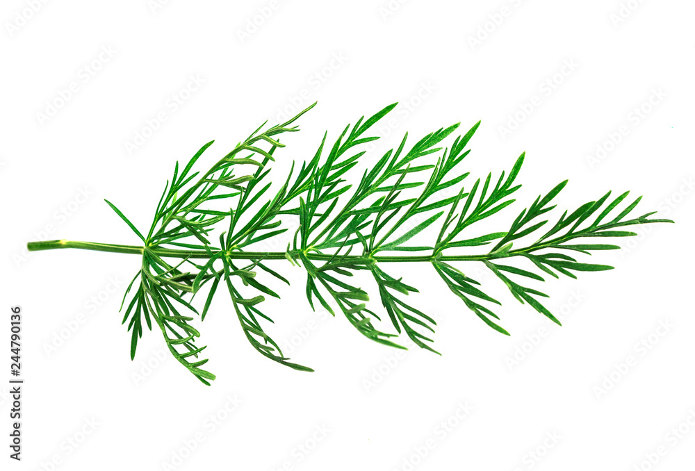 Top view of sprog of green dill on the white background. Coriander or Cumin Sprig isolated Top view of sprog of green dill on the white background. Coriander or Cumin Sprig isolated