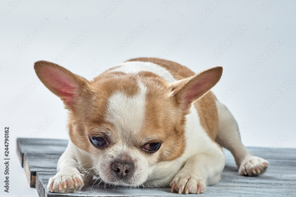 Red chihuahua dog on a wooden background in colored clothes with a toy red heart