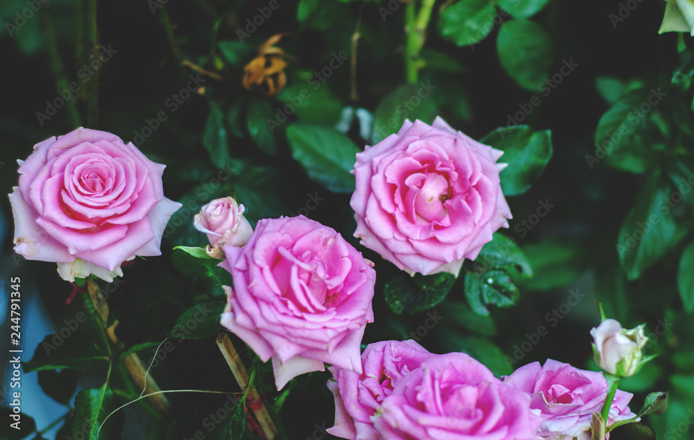 Obraz premium Pink roses in the morning garden.Dark green tone.Do not focus on objects.