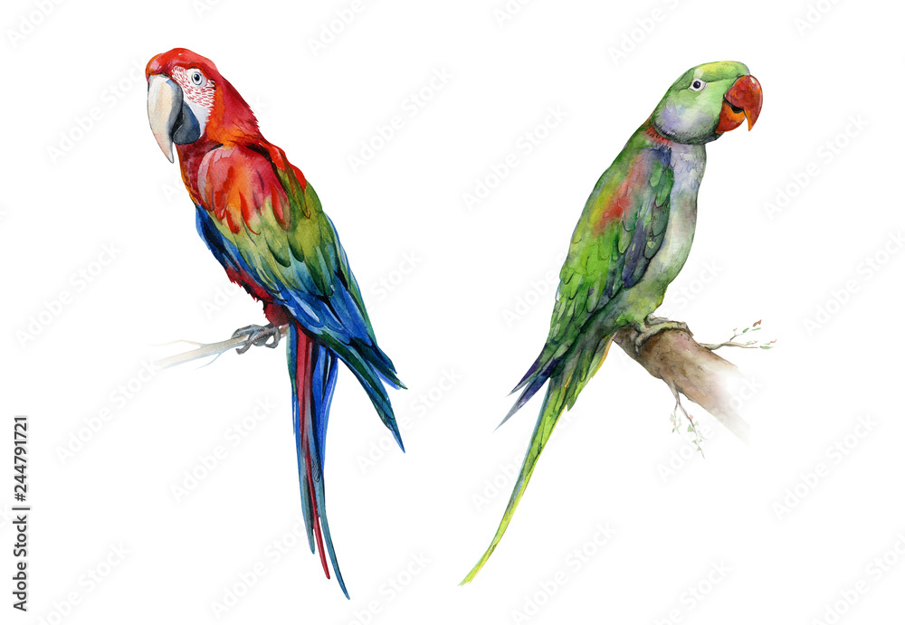 The Alexandrine parakeet. Watercolor of medium-sized green Alexandrine parrot. Vibrant tropical bird illustration. Scarlet macaw parrot. Ara macao. 
