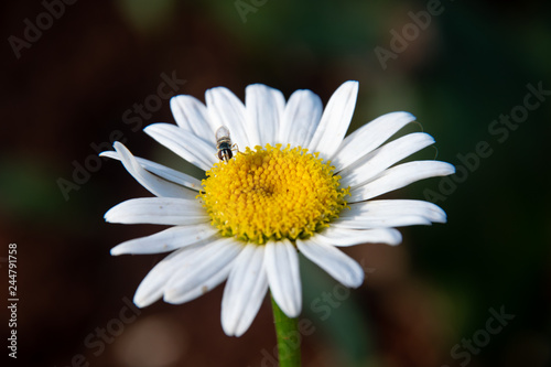 CloseUp view of a flower with a insect on top. Macro