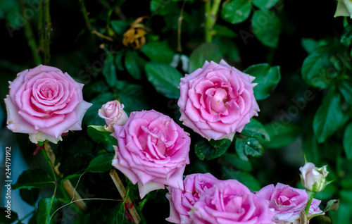 Pink roses in the morning garden.Dark green tone.Do not focus on objects.