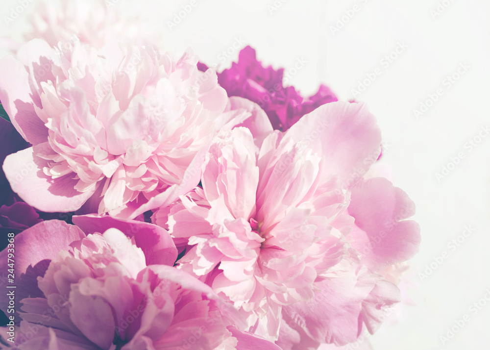 Fototapeta Różowe piwonie z bliska, stonowane, nieostrość. Delikatny kwiatowy różowy tło