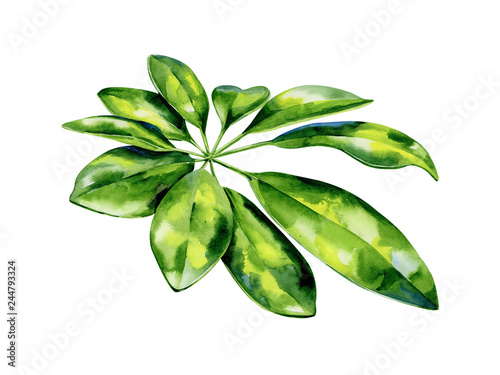 Watercolor illustration of schefflera arboricola plant tropical leaves, dense jungle. Banner with exotic summertime art of dwarf umbrella tree. Evergreen houseplant interior drawing. photo