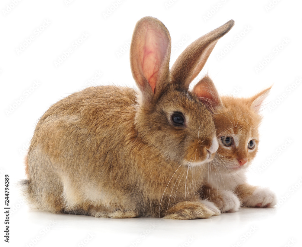 Fototapeta premium Red cat and rabbit.
