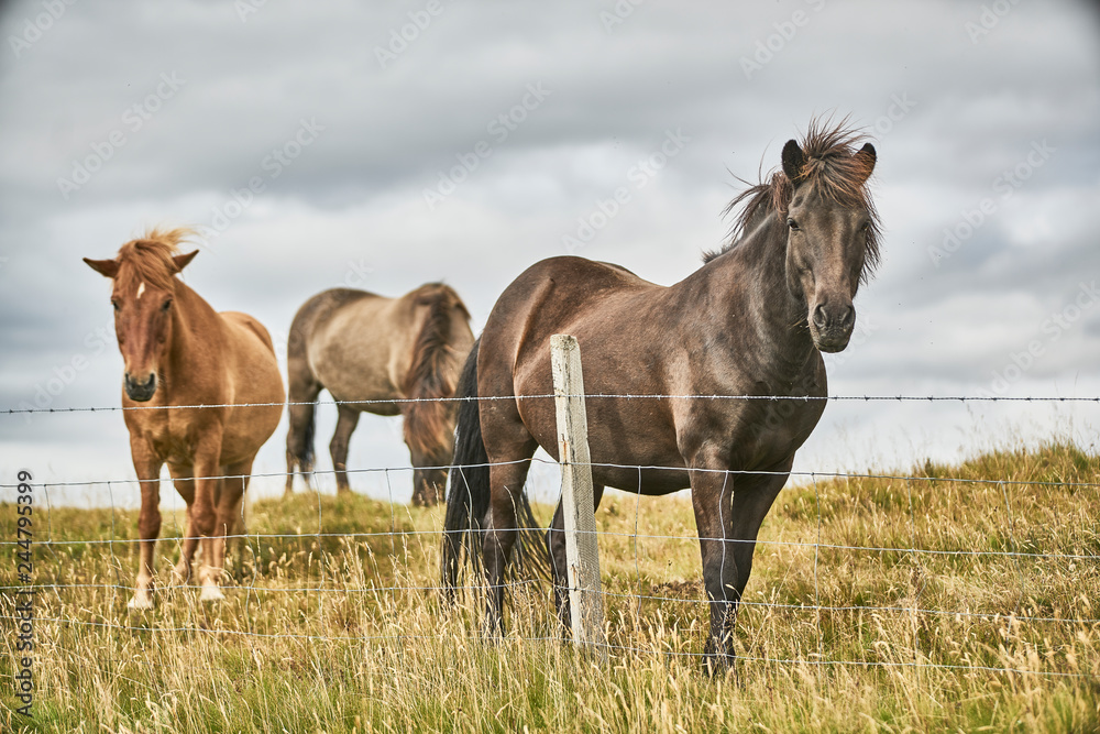 black stallion and mares in a field black stallion and mares in a field