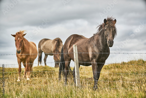 black stallion and mares in a field