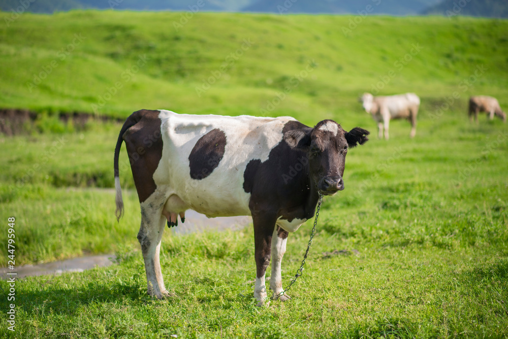 Black and white cows in a green grassy field. Black and white cows in a green grassy field.