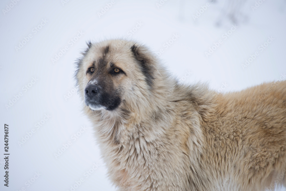 Close-up of a big white fluffy dog in the winter on snow. Homeless street dog.