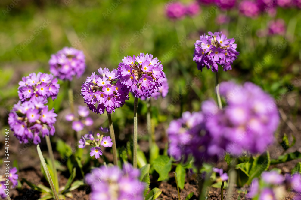 Primrose Primula with violet flowers. Inspirational natural floral spring or summer blooming garden or park under soft sunlight and blurred bokeh background. Colorful blooming ecology nature landscape Primrose Primula with violet flowers. Inspirational natural floral spring or summer blooming garden or park under soft sunlight and blurred bokeh background. Colorful blooming ecology nature landscape