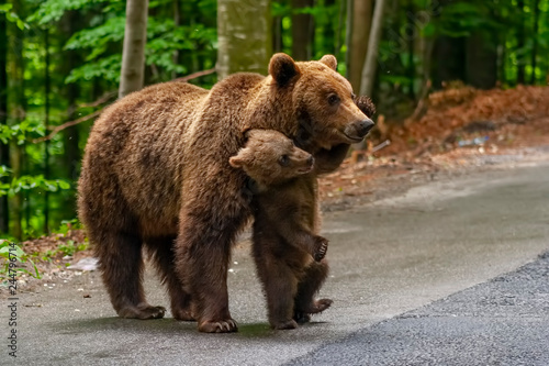 Brown bear and cub