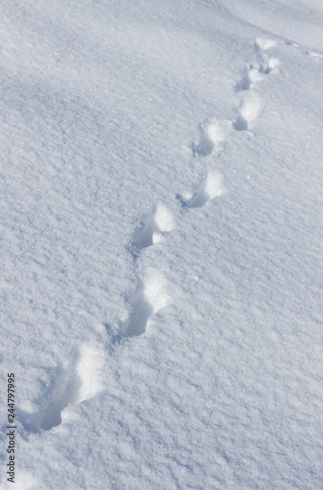 Traces of a hare in the snow Traces of a hare in the snow