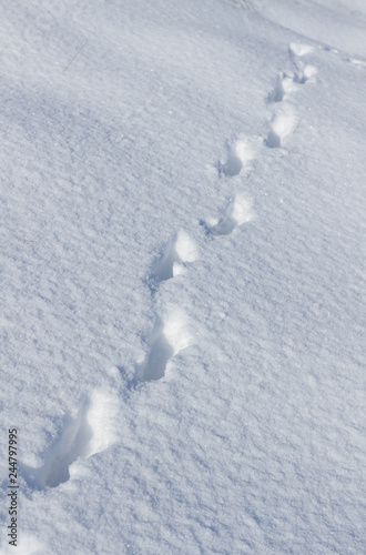 Traces of a hare in the snow