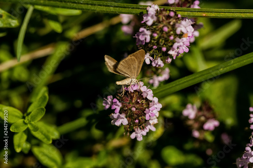 Insekten