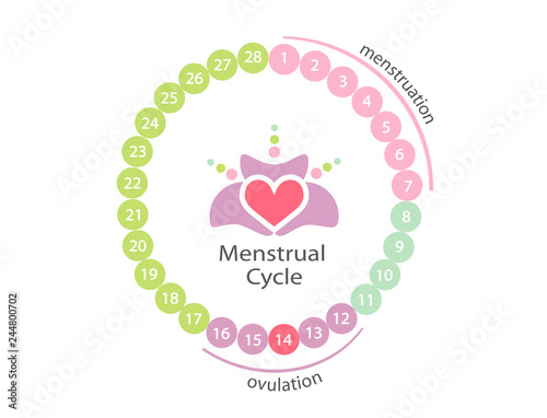 Menstrual cycle.