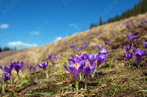 Flowering of spring flowers in Carpathian mountain valleys, in particular crocuses. 