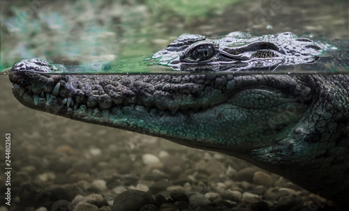 head of a large crocodile alligator in the water close up