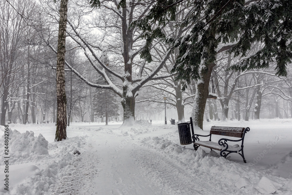 Winter in park Winter in park