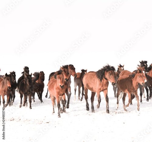 Yilki Horses