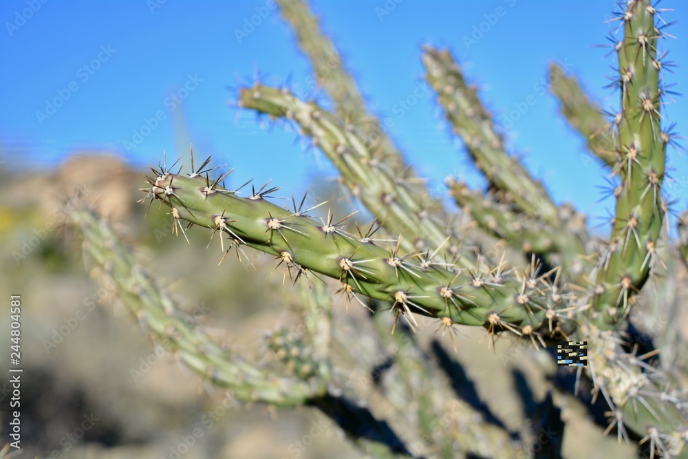 Cholla Branch Cactus Arizona Thorns Thorn Spine Spines Plant Cholla Branch Cactus Arizona Thorns Thorn Spine Spines Plant