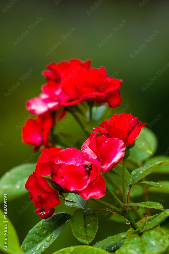 Red Rose flower. Nature. close up, selective focus