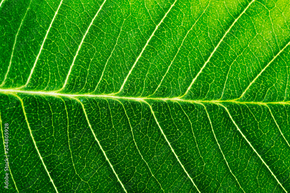Green leaves background. Leaf texture - Image Green leaves background. Leaf texture - Image