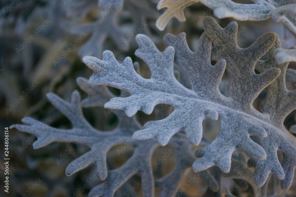 Silver dust Cineraria maritima in the garden, close up. Silver dust Cineraria maritima in the garden, close up.
