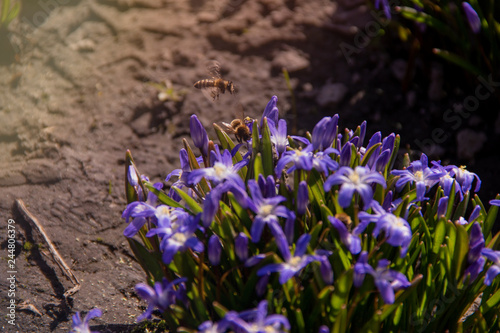 Two bees fly flying over a group of dissolved squill in a flowerbed