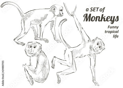 Tropical animals monkey vector realistic botanical illustration