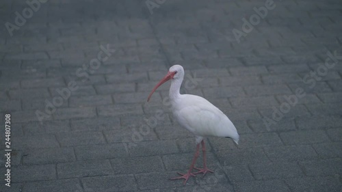 crane bird walking in happily photo