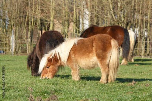 Fototapeta Naklejka Na Ścianę i Meble -  Pony grast auf der Weide