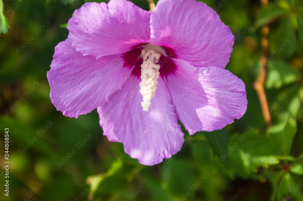 Fototapeta premium Bright Hibiscus flower blooming in the tropical garden, in soft focus on natural green bokeh background