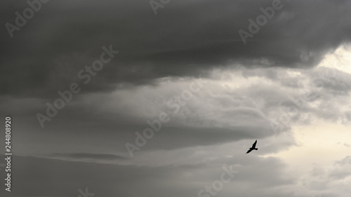 Photography Silhouette of a seagull on a stormy sky background, copy space, nature wallpaper