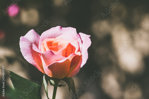 Bouton de rose dans un jardin