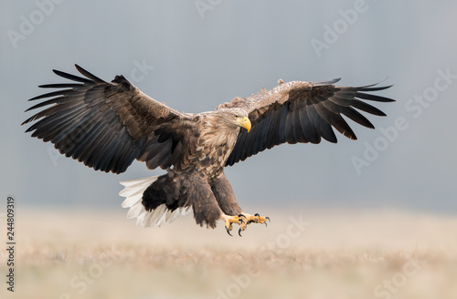 Photos White tailed eagle (Haliaeetus albicilla)