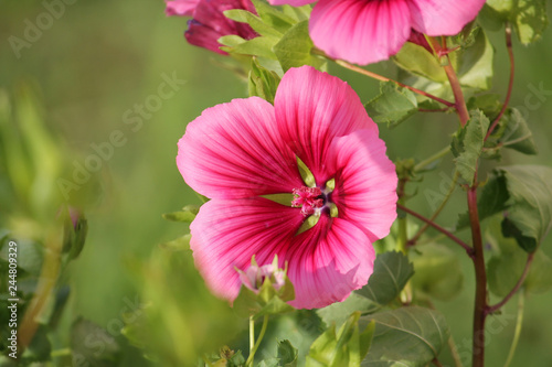 Pink flower of Malope trifida or mallow-wort in garden photo