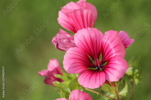 Pink flower of Malope trifida or mallow-wort in garden