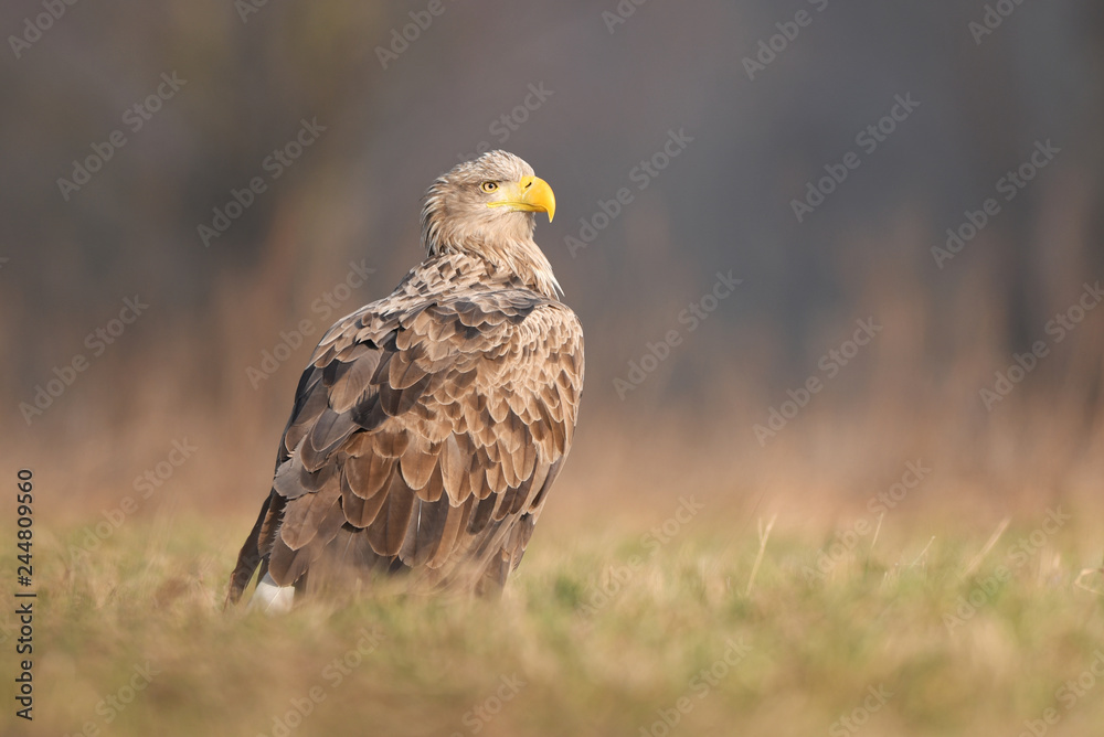 White tailed eagle (Haliaeetus albicilla) White tailed eagle (Haliaeetus albicilla)