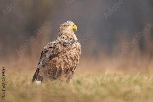 White tailed eagle (Haliaeetus albicilla)