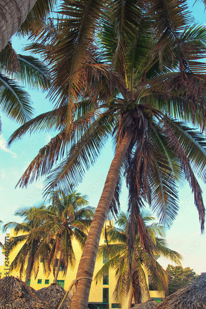 Fototapeta premium Coconut palm tree, yellow building and blue sky. Varadero, Cuba